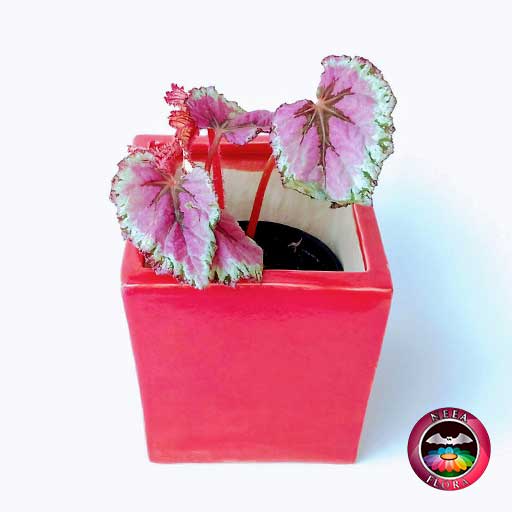 Begonia rex 10cm matera cerámica cubo Eliza roja diag sup