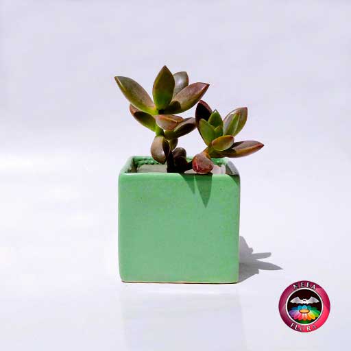 Suculenta maceta cuadrada verde cerámica esmaltada Neea Flora