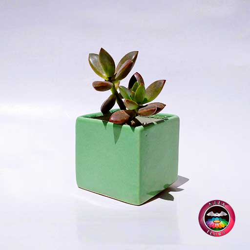 Suculenta matera cuadrada verde cerámica esmaltada Neea Flora