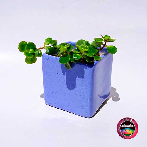 Suculenta maceta cerámica cuadrada azul frontal Neea Flora