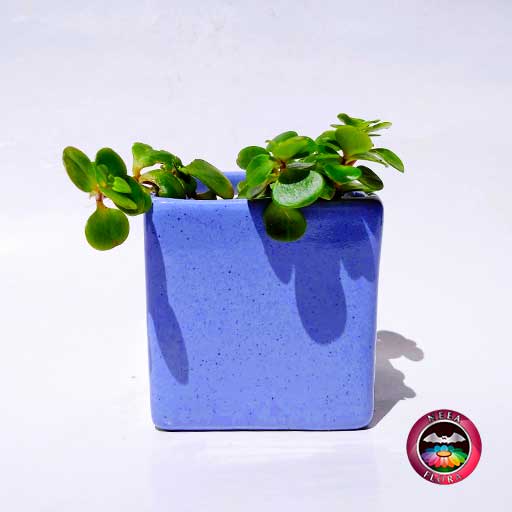 Suculenta matera cerámica cuadrada azul frontal Neea Flora