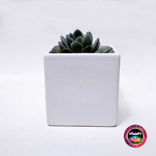 Suculenta matera cerámica cubo mediana frontal Neea Flora