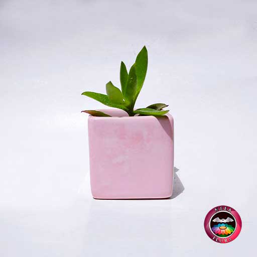 Suculenta maceta cerámica cubo rosa mediana frontal Neea Flora
