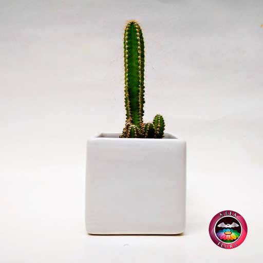 Cactus maceta cerámica mediana frontal Neea Flora