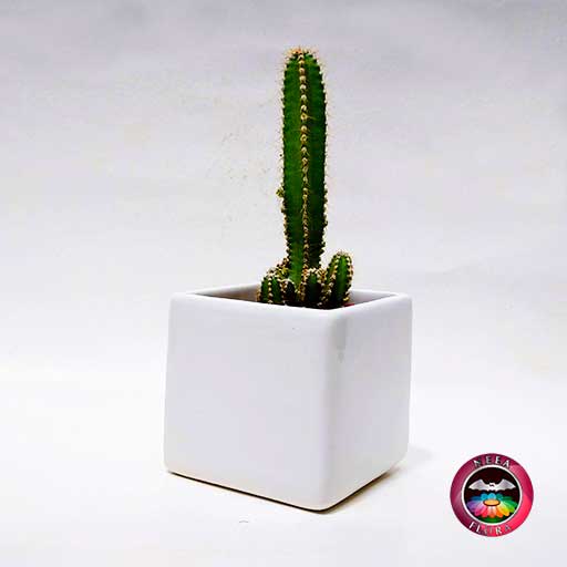 Cactus matera cerámica mediana diagonal Neea Flora