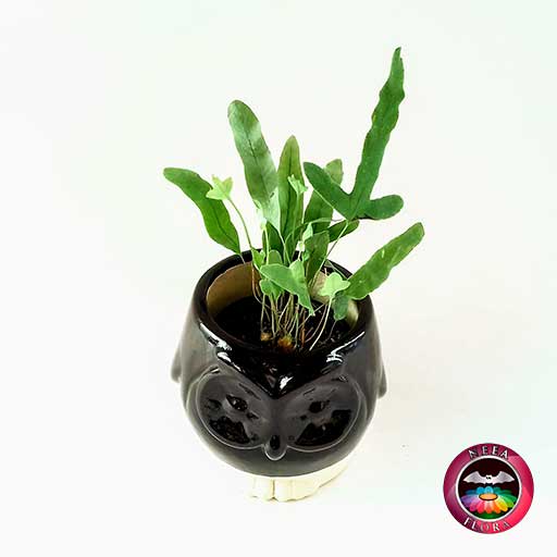 Helecho azul Phlebodium aureum 9cm matera cerámica animales buho negra diagonal