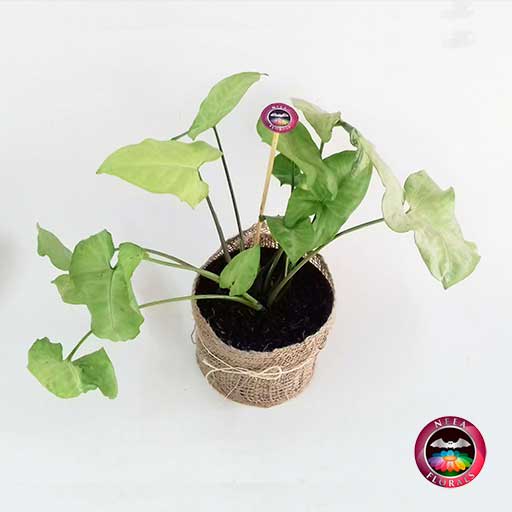 Planta cabeza de flecha blanca Syngonium podophyllum 14cm en maceta plástica yute diagonal Neea Flora