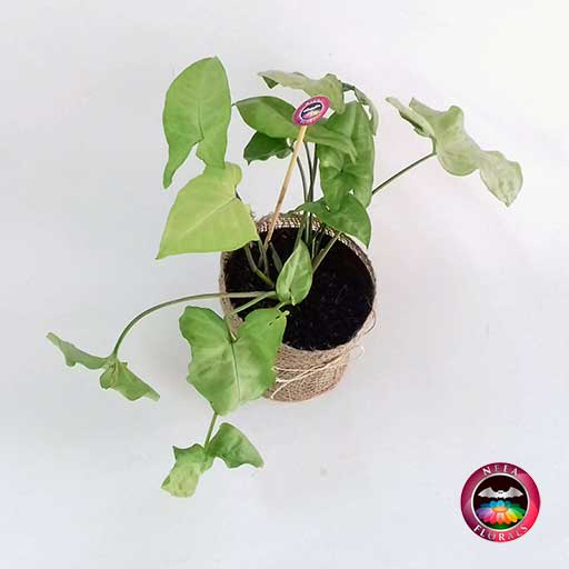 Planta cabeza de flecha blanca Syngonium podophyllum 14cm en maceta plástica yute superior Neea Flora