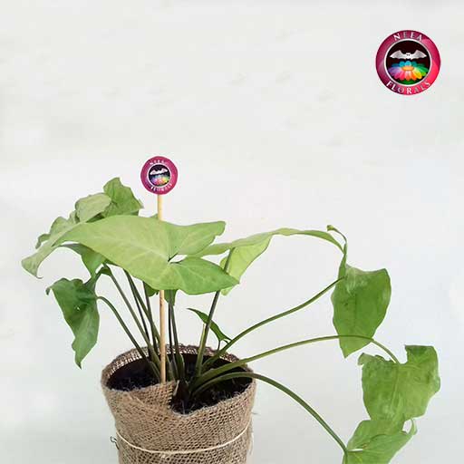 Planta cabeza de flecha blanca Syngonium podophyllum 14cm en matera plástica yute zoom Neea Flora