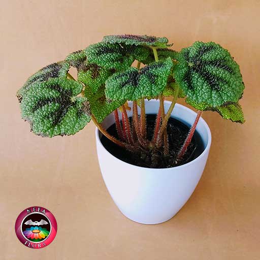Begonia Cruz de Hierro Begonia masoniana 14cm matera plástica vaso Lynn blanca diagonal