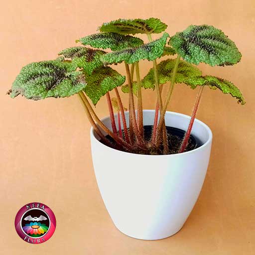 Begonia Cruz de Hierro Begonia masoniana 14cm matera plástica vaso Lynn blanca frontal