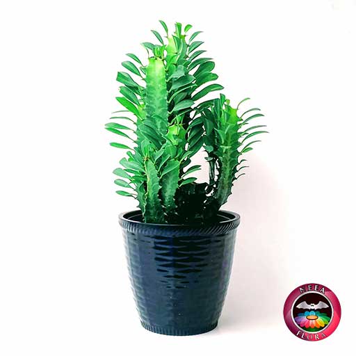 Euforbia Euphorbia trigona 12cm matera plástica patrón ondas negra frontal