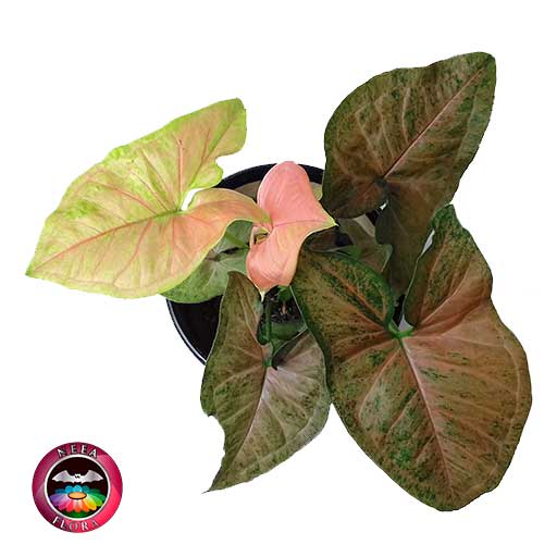 Singonio rosa Syngonium podophyllum 14cm matera cerámica cilindro Bell negro superior vivero Neea Flora