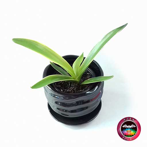 Agave liso 9cm matera cerámica ondas negra diagonal