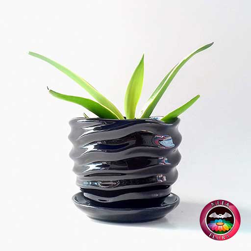 Agave liso 9cm matera cerámica ondas negra lateral