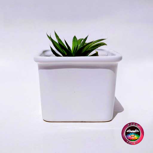 Suculenta maceta cerámica cubo con borde Neea Flora