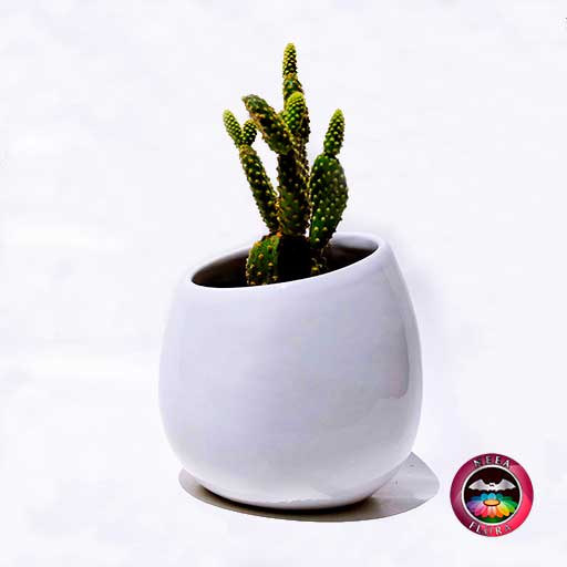 Cactus maceta cerámica elipse diagonal Neea Flora