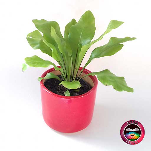 Helecho nido de ave liso Asplenium nidus 14cm matera cerámica cilindro Bell roja frontal