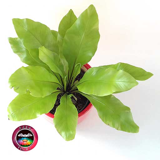 Helecho nido de ave liso Asplenium nidus 14cm matera cerámica cilindro Bell roja superior
