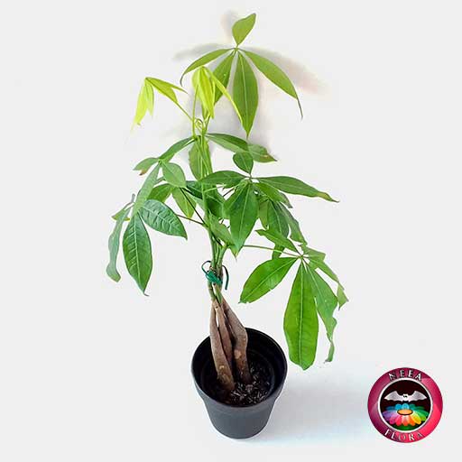 Planta Pachira Aquatica (Planta Del Dinero) Natural De Interior - Altura Aprox. 30 Cm, Planta De Gran Calidad Para Regalo O Decoración