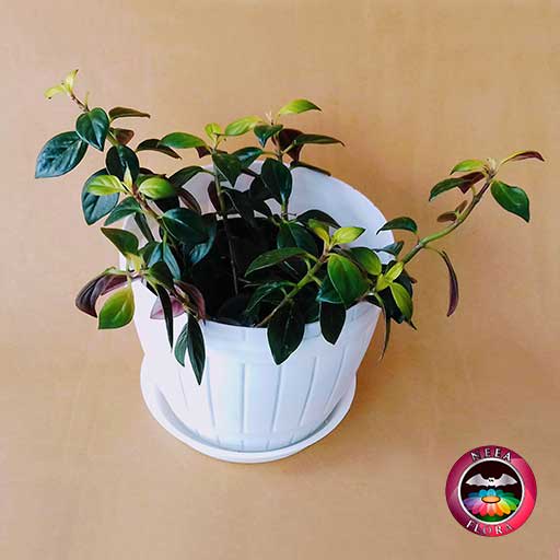 Filodendro variegado Philodendron scandens 14cm matera plástica barril blanca diagonal