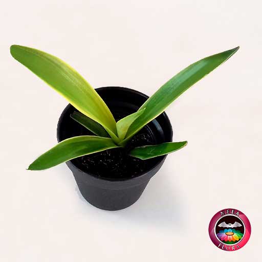 Agave liso 9cm matera plástica vaso Rachel negra diagonal