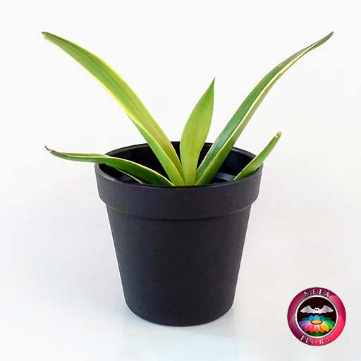 Agave liso 9cm matera plástica vaso Rachel negra frontal