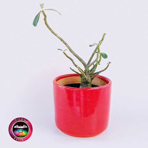 Rosa del desierto Adenium obessum 14cm matera cerámica cilindro Bell roja frontal