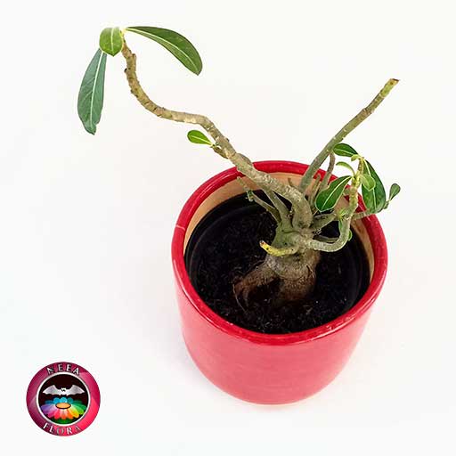 Rosa del desierto Adenium obessum 14cm matera cerámica cilindro Bell roja diagonal