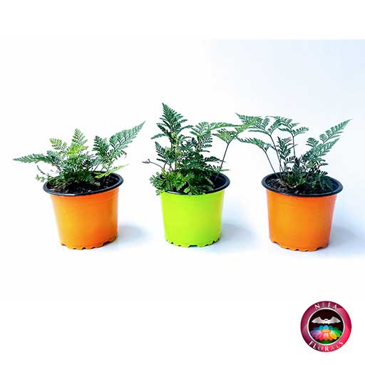 Helecho pata de conejo Davallia 9cm trío. Hermoso helecho en una colorida matera plástica de 9 cm de diámetro. Compra a domicilio en Bogotá. Vivero Neea Flora.