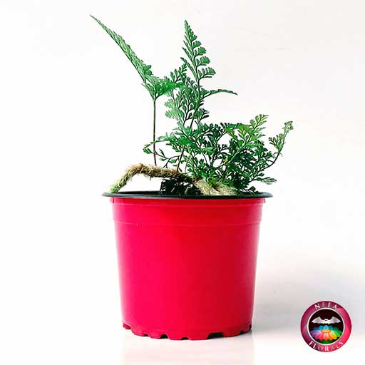 Helecho pata de conejo Davallia 9cm. Helecho en colorida maceta plástica de 9 cm de diámetro. Venta a domicilio en Bogotá. Vivero Neea Flora.