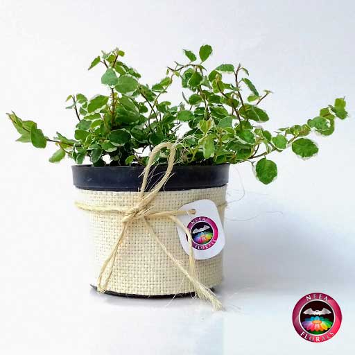 Ficus tapizante, Ficus trepador Ficus pumila 10cm de diámetro. Viene en una matera plástica cubierta con yute artesanal. Compra a domicilio en Bogotá. Vivero Neea Flora.