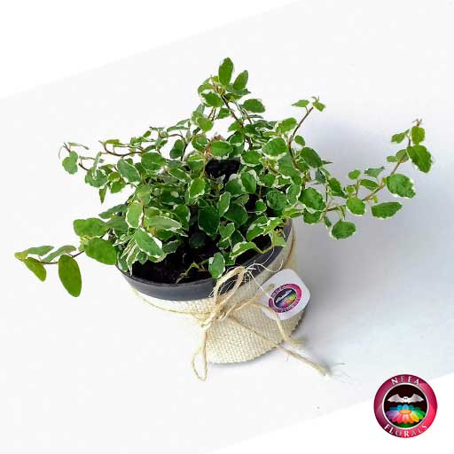 Ficus de china Ficus pumila 10cm de diámetro. Viene en una matera plástica cubierta con yute artesanal. Compra a domicilio en Bogotá. Vivero Neea Flora.