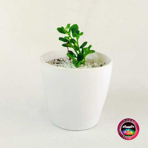 Recordatorio suculenta matera plástica vaso Lynn blanca Neea Flora