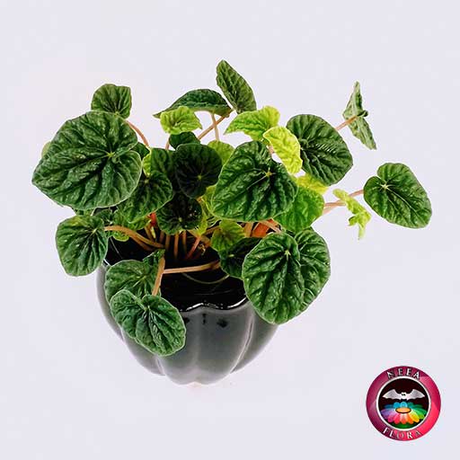 Planta velitas Peperomia caperata 12cm matera cerámica tornillo negra diagonal