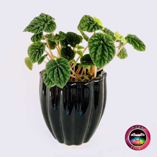 Planta velitas Peperomia caperata 12cm matera cerámica tornillo negra frontal