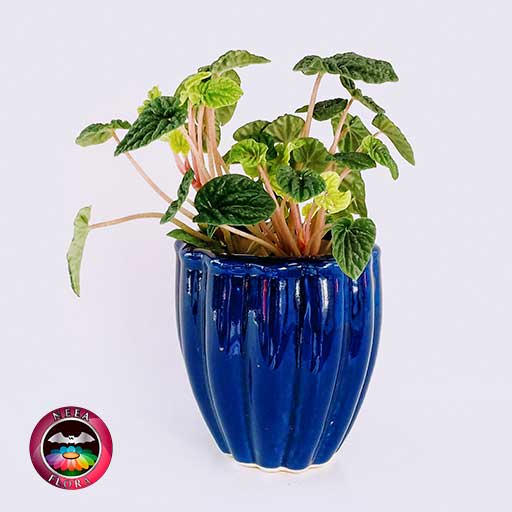 Planta velitas Peperomia caperata 12cm matera cerámica tornillo azul frontal