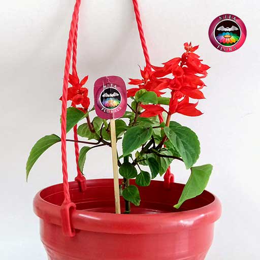Pack De 2 Macetas Colgantes Naturales | 18cm Diámetro, 14cm Alto, 48cm Altura Total | Interior Y Exterior