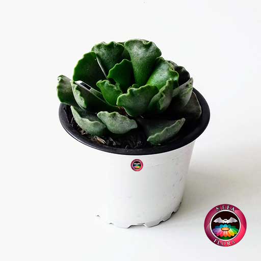 Planta suculenta empanadita Adromischus cristatus 9cm matera plástica frontal Neea Flora