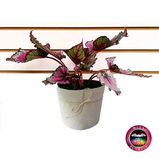 Begonia rex P-14 • Neea Flora - Recordatorios y Regalos con Suculentas