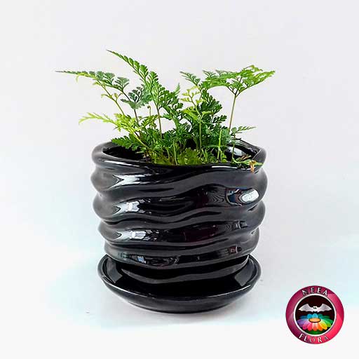 Helecho pata de conejo Davallia 9cm matera cerámica ondas negra frontal