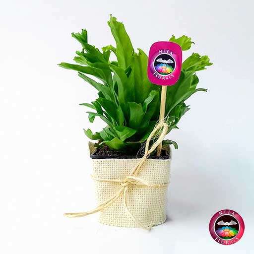 Helecho nido crissie Asplenium nidus 7cm de diámetro en matera plástica con yute artesanal. Compra a domicilio en Bogotá. Vivero Neea Flora.