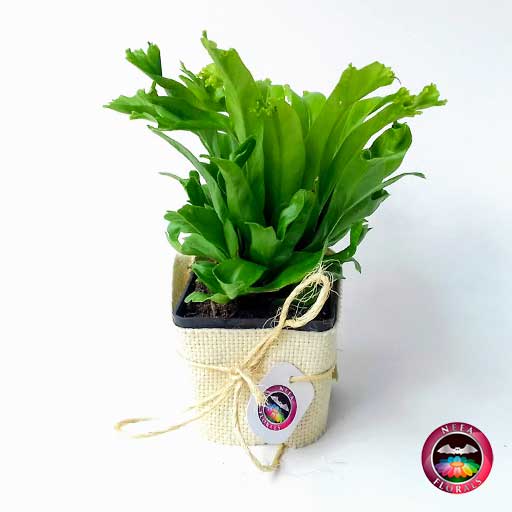 Helecho nido crissie Asplenium nidus 7cm de diámetro en maceta plástica con yute artesanal. Venta a domicilio en Bogotá. Vivero Neea Flora.
