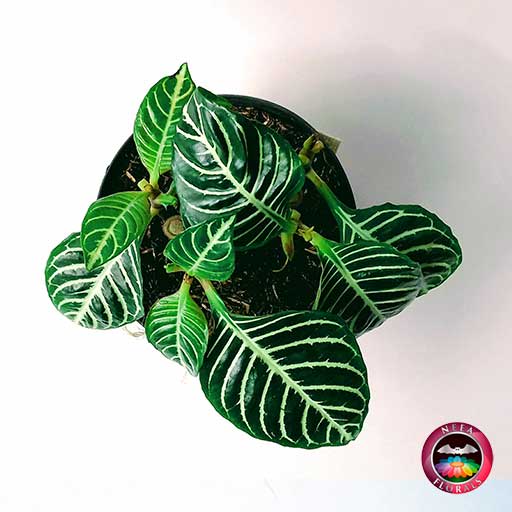 Planta zebra gruesa Aphelandra squarrosa 14cm de diámetro. Viene en una matera plástica cubierta con yute artesanal. Compra a domicilio en Bogotá. Vivero Neea Flora