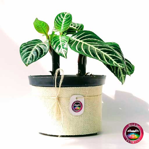 Planta cebra gruesa Aphelandra squarrosa 14cm de diámetro. Viene en una matera plástica cubierta con yute artesanal. Compra a domicilio en Bogotá. Vivero Neea Flora.