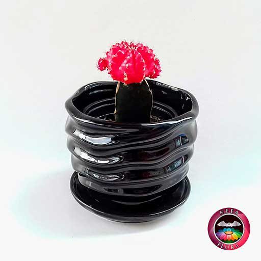 Cactus injerto 9cm matera cerámica ondas negra diagonal