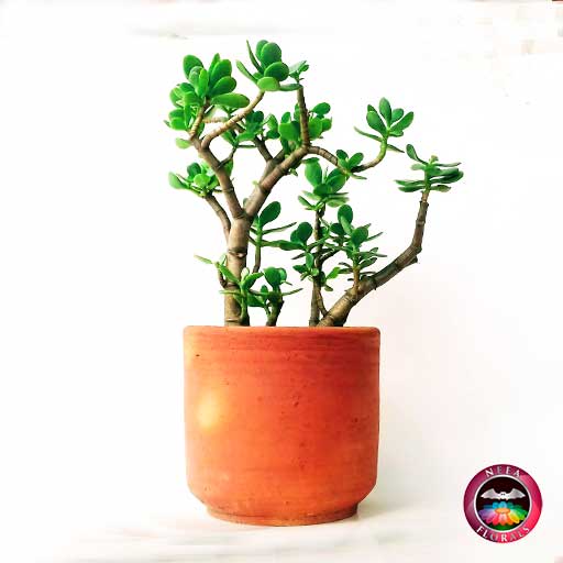 Planta jade árbol del dinero Crassula ovata matera de barro mediana lateral