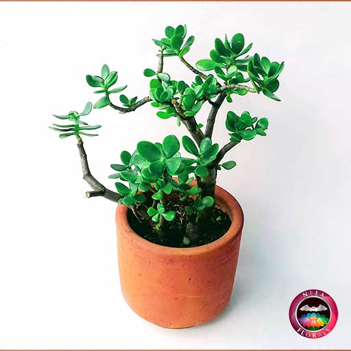 Planta jade árbol del dinero Crassula ovata matera de barro mediana diagonal