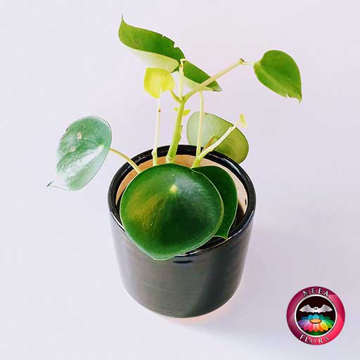 Planta Cuchara Pilea peperomioidea 14cm matera cerámica cilindro Bell negra superior