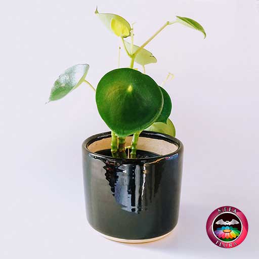 Planta Cuchara Pilea peperomioidea 14cm matera cerámica cilindro Bell negra diagonal